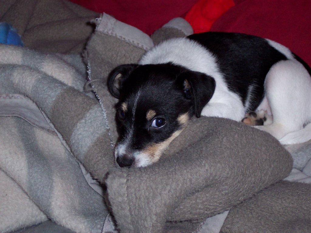 Linus mit Lieblingsdecke Nov. 2003